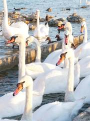 白鳥湖景観地