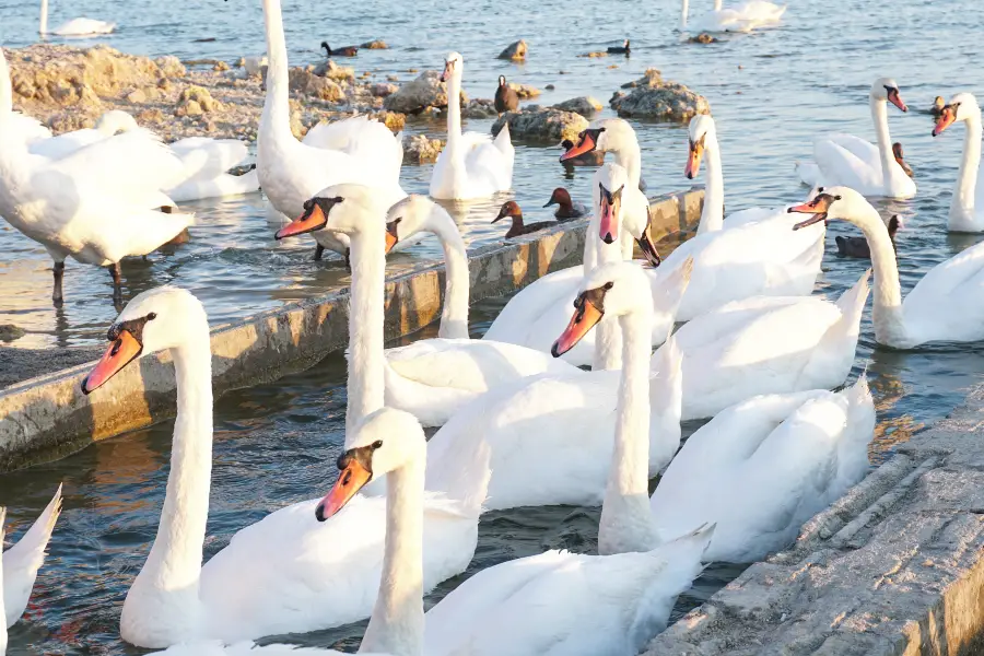 白鳥湖景観地