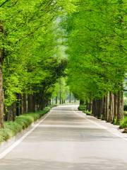 Damyang Metasequoia Road