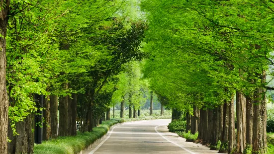 Damyang Metasequoia Road