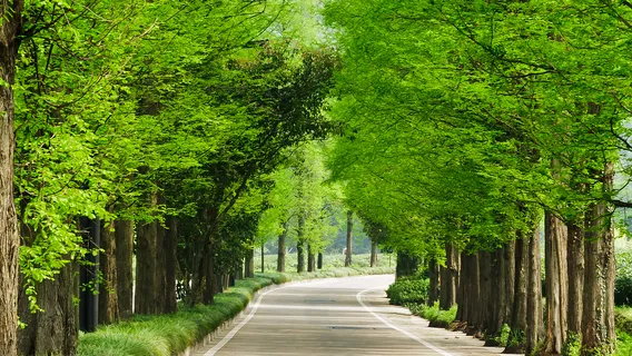 담양 메타세쿼이아길