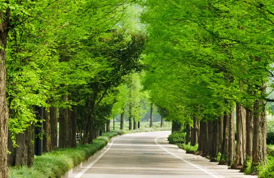 鄰近水杉林蔭路的酒店
