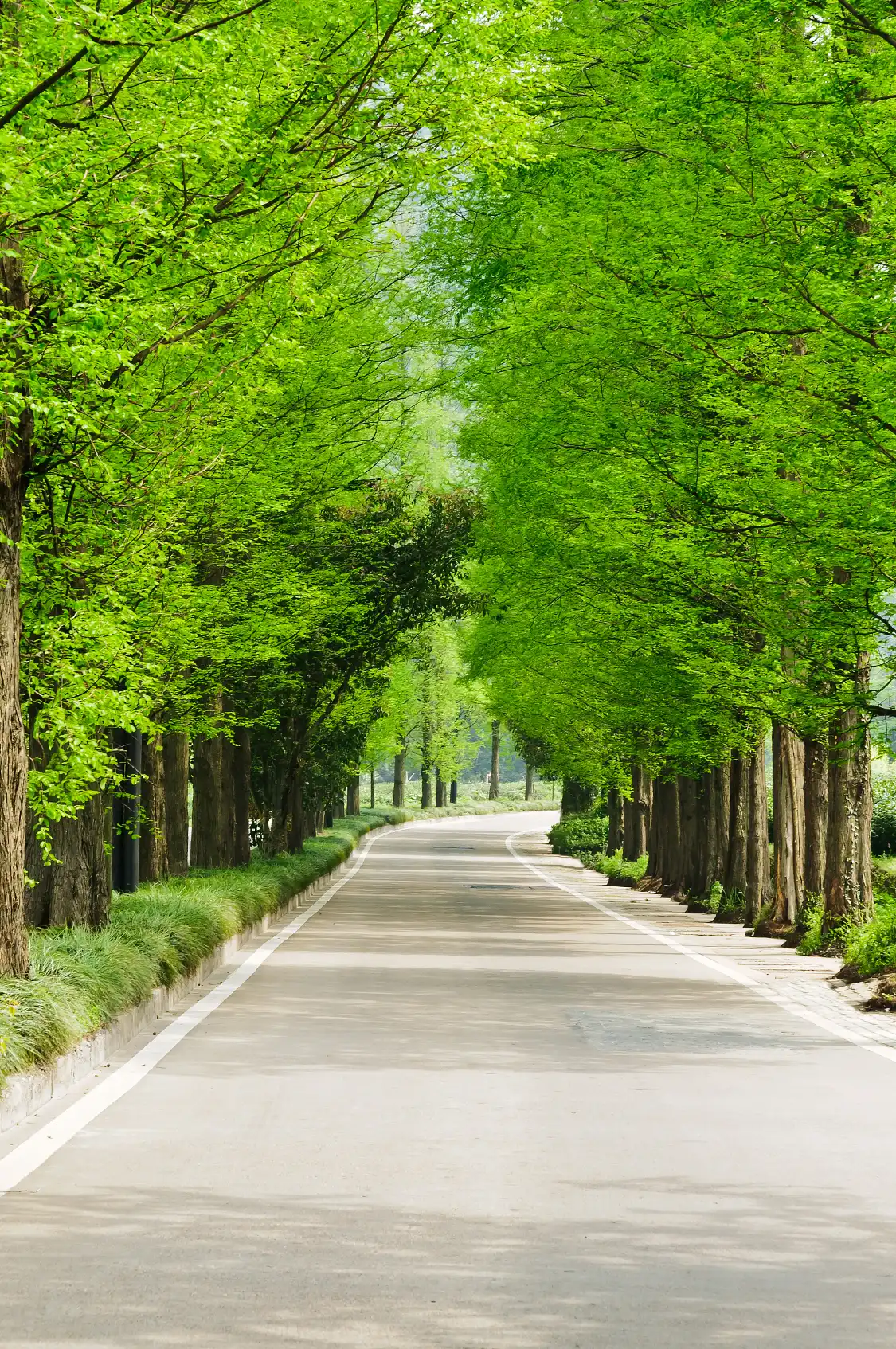 Hotels near Damyang Metasequoia Road