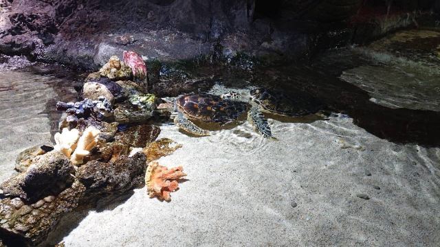 창사(장사) 해양세계(하이양스제)