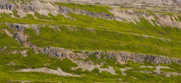 Vestfirðir, Islanda: hotel accetta animali