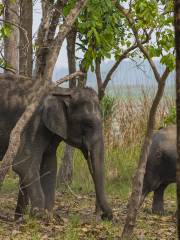 Kishanpur Sanctuary