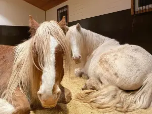 Prague Lake Horse Camp
