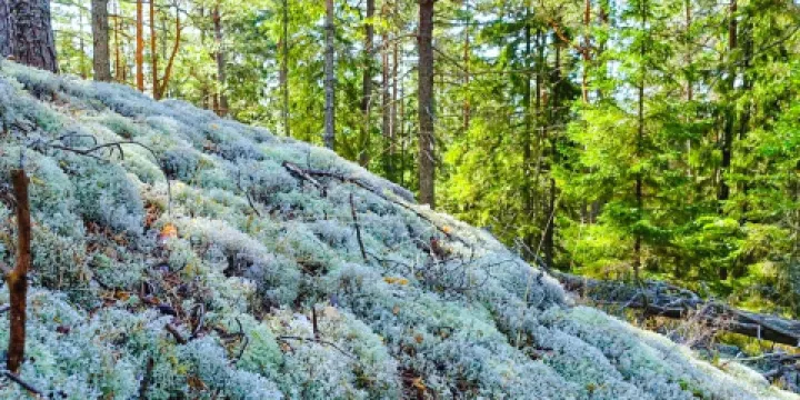 Tiveden National Park