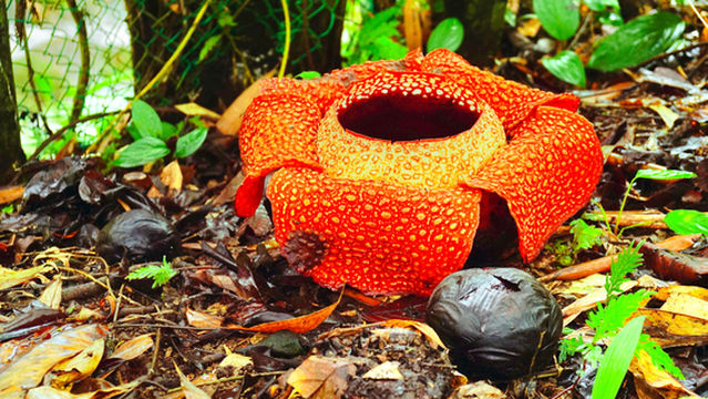 Tambunan Rafflesia Reserve