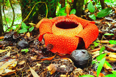 Tambunan Rafflesia Reserve