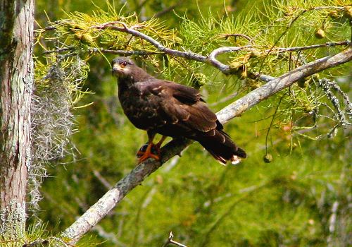 Arthur R. Marshall Loxahatchee National Wildlife Refuge