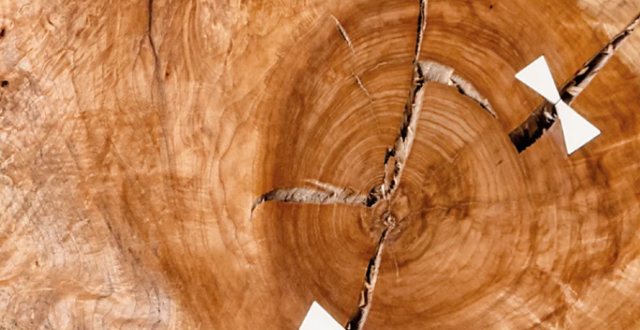 《勞拉·伯格索：樹的故事》展覽 | Galerie Maria Wettergren