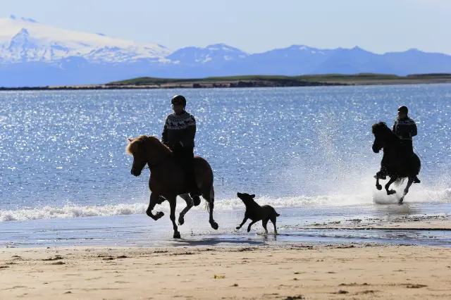 Horseback riding in Reykjavik