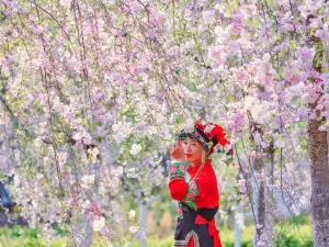 漾濞熱門賞花踏青景點