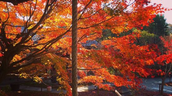 【京都&middot;勝林寺&middot;吉祥红叶】如果还