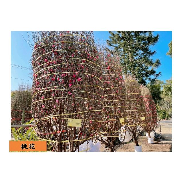 粉嶺#永霖休閒農莊買花啦！一定比花店平，選擇好多嘅！