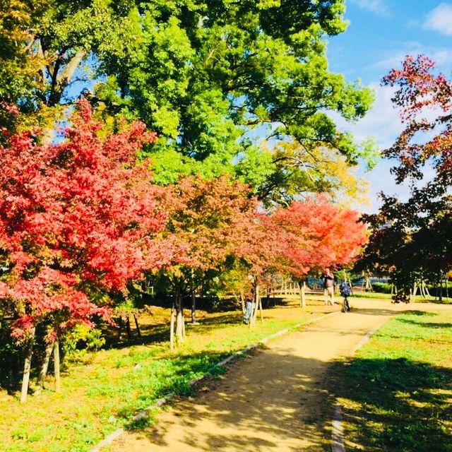 Beautiful temples Autumn leaves