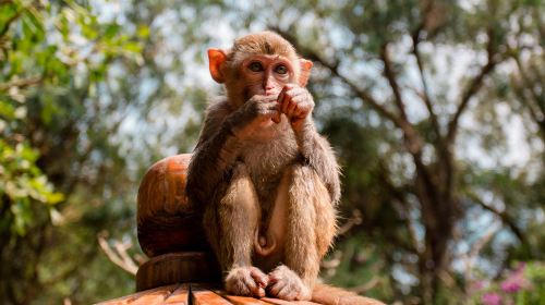 Nanwan Monkey Island