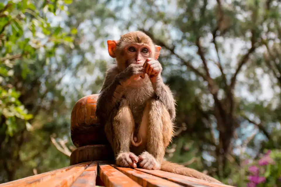 2_Nanwan Monkey Islet