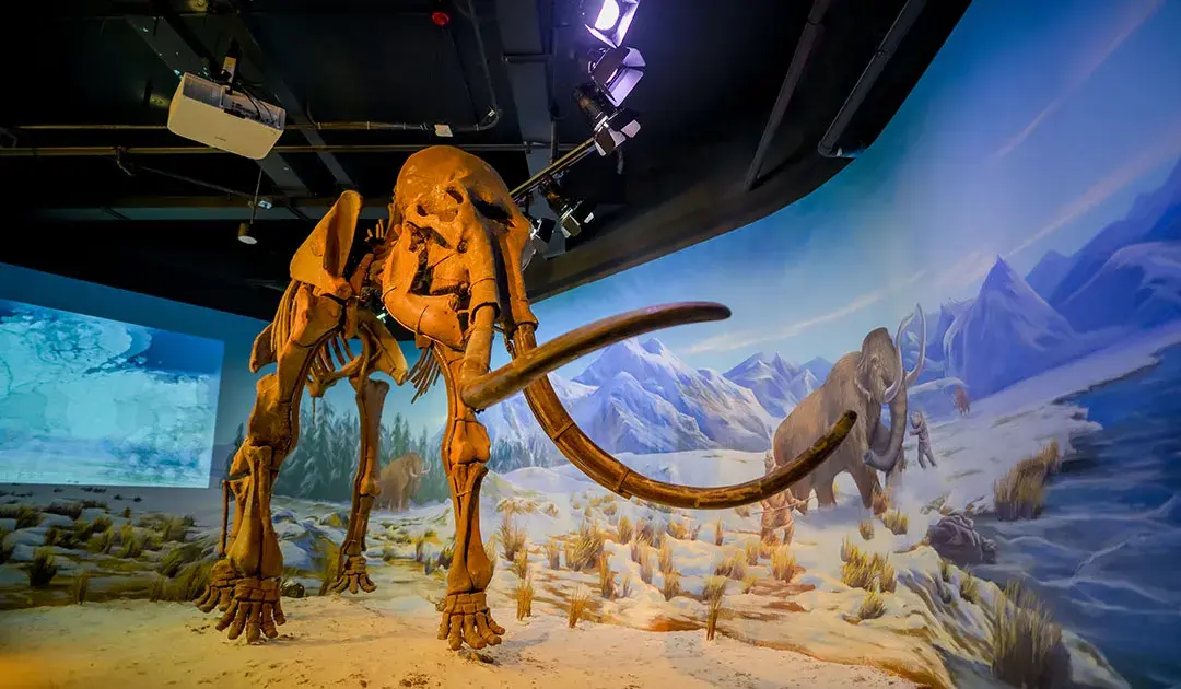 5_Wuhan Natural History Museum·Behring River Lifer Museum