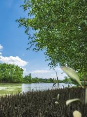 Haikou Mangrove