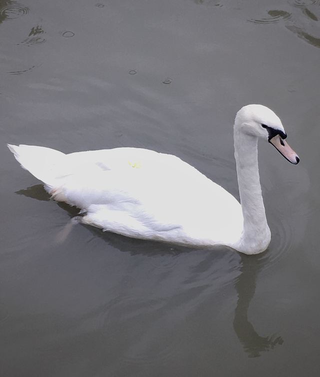 武漢動物園