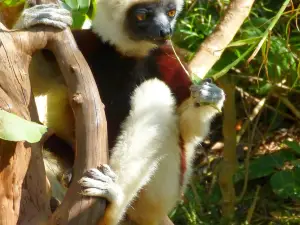 Lemurs' Park