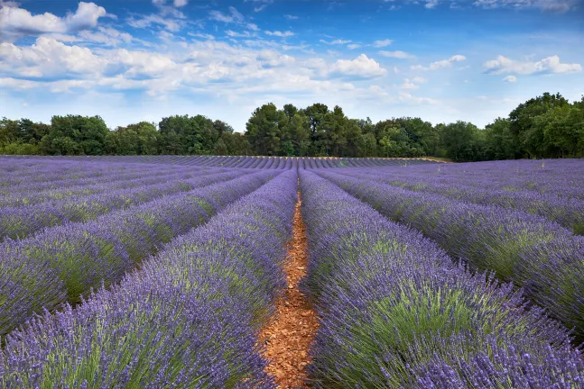 Hôtel Cézanne Boutique-Hôtel