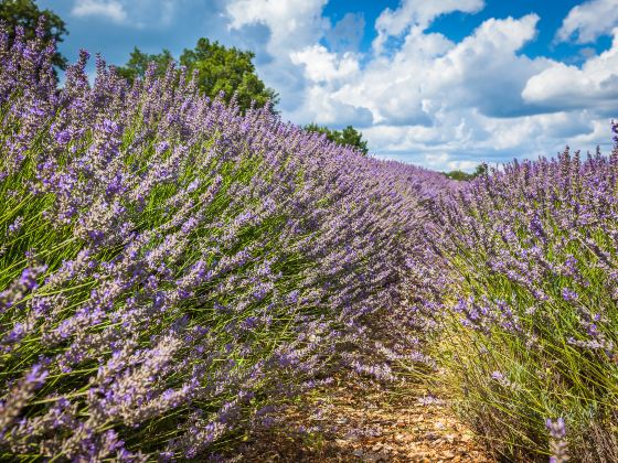 Provence