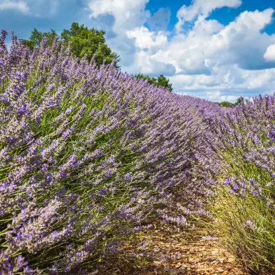 Отели с услугой баром в г. Экс-ан-Прованс