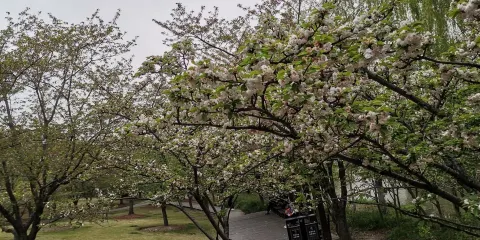 抱犢崮國家森林公園