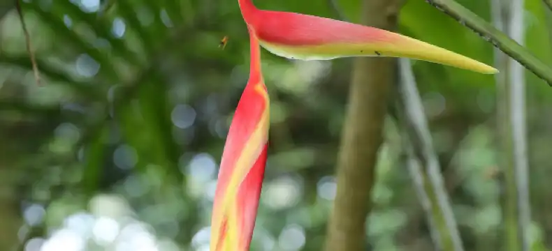 Hotels in Paramaribo