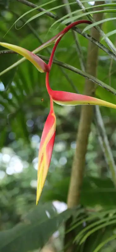 パラマリボのホテル