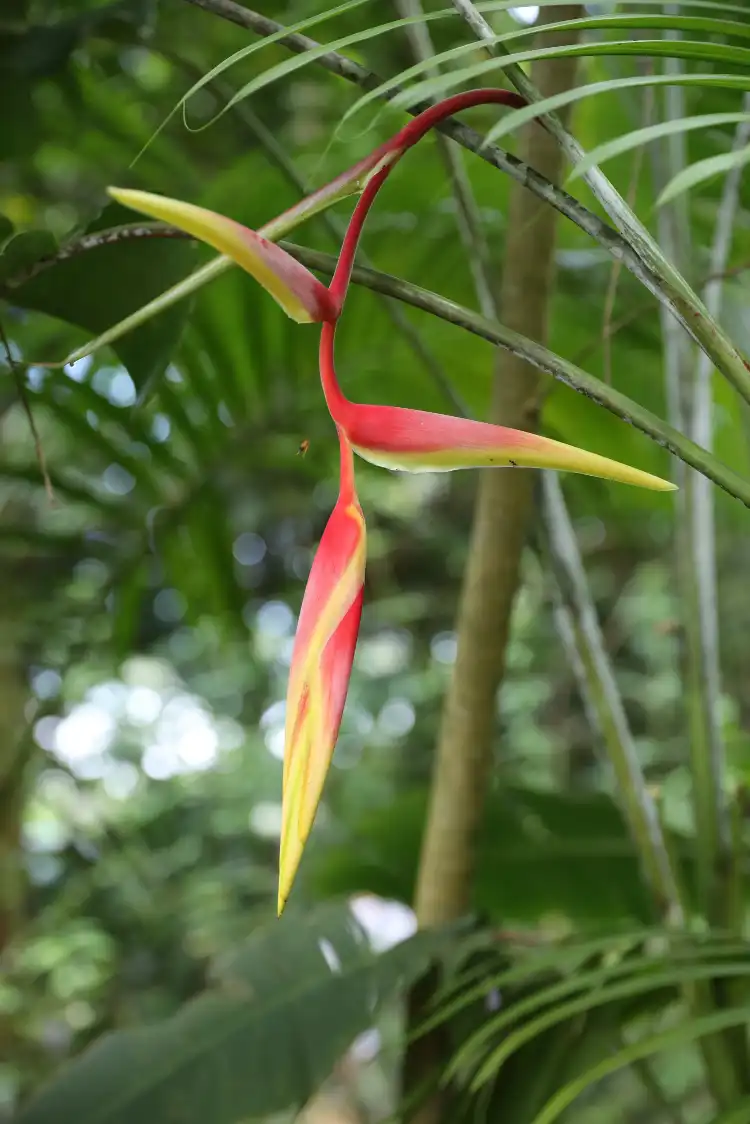 Paramaribo