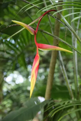 Jacana Amazon Wellness Resort