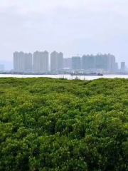 紅樹林濕地公園