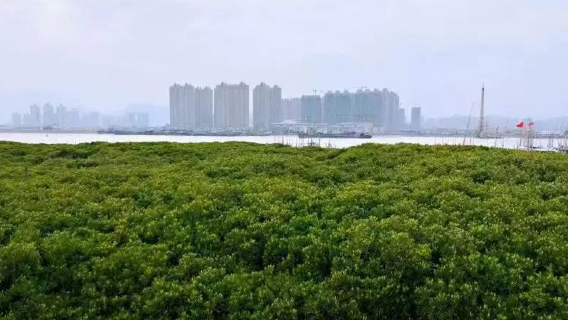 龍港市紅樹林省級濕地公園