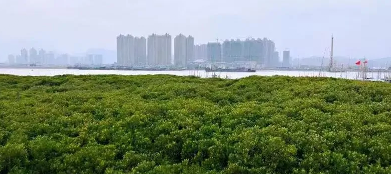 Longgang Mangrove Provincial Wetland Park