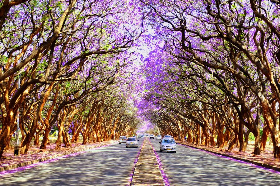 Flüge Georgetown Harare
