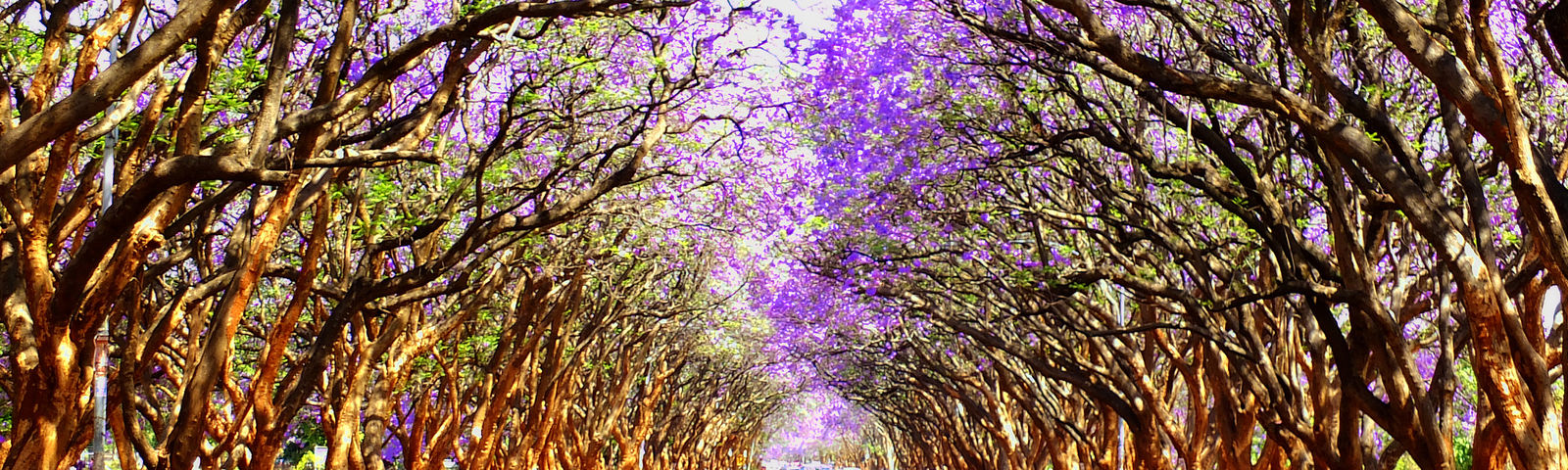 哈拉雷特色體驗