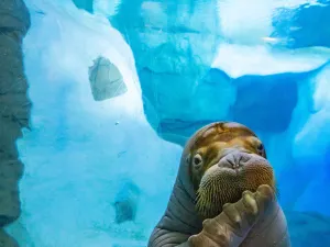SeaWorld Orlando