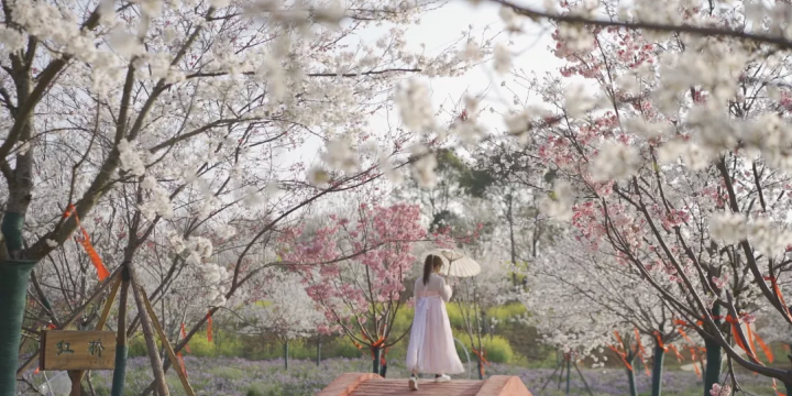 Yueyang Cherry Blossom Garden