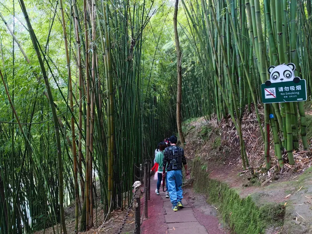 3_Lugou Bamboo Sea
