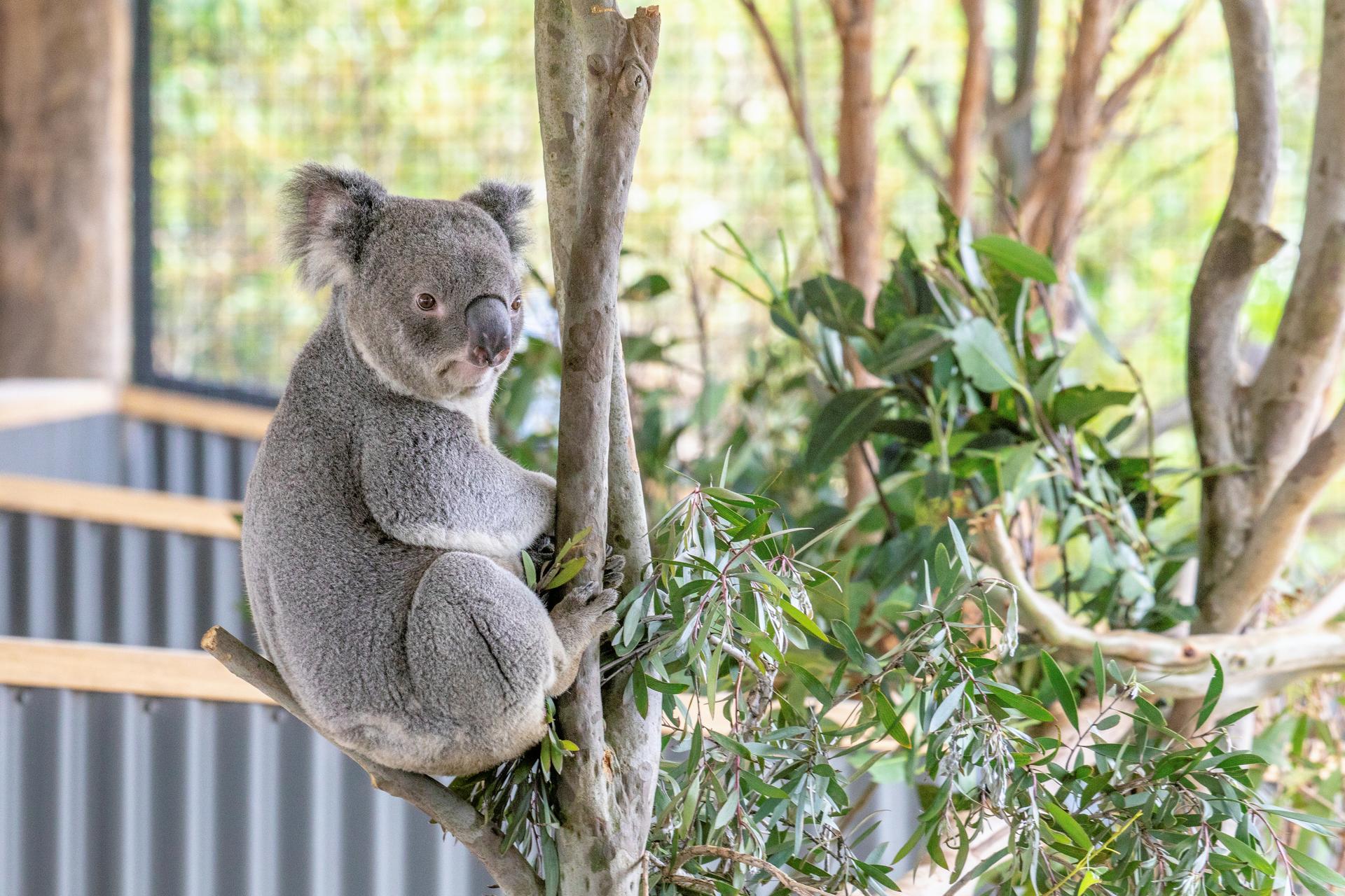 Sydney Zoo