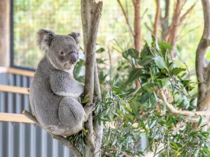 Sydney Zoo