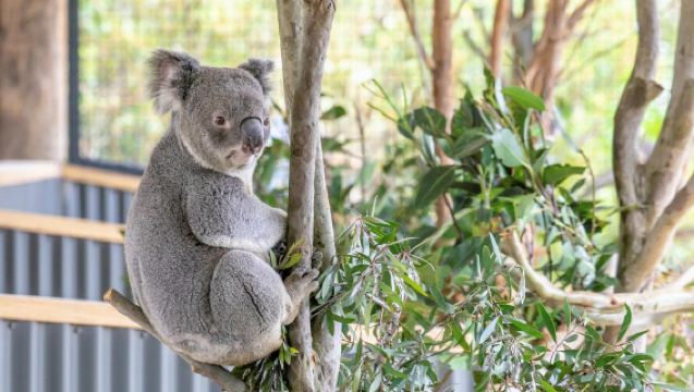 悉尼藍山+動物園一日遊 考拉合照/3段纜車/中文含小費 飲用水