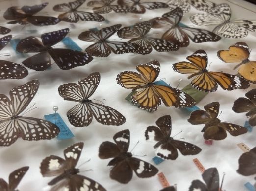 New Collection Exhibition "Collection Data of Reiwa 6" | Okinawa Prefectural Museum and Art Museum (Okimyu)