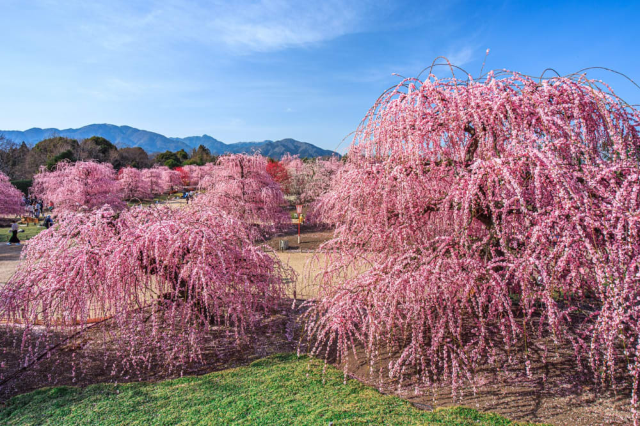 三重縣Kazahaya之鄉梅花祭 | 津市