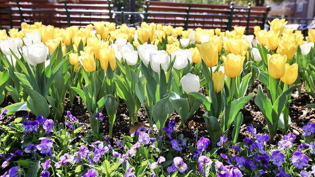 Tulip Viewing in Los Angeles