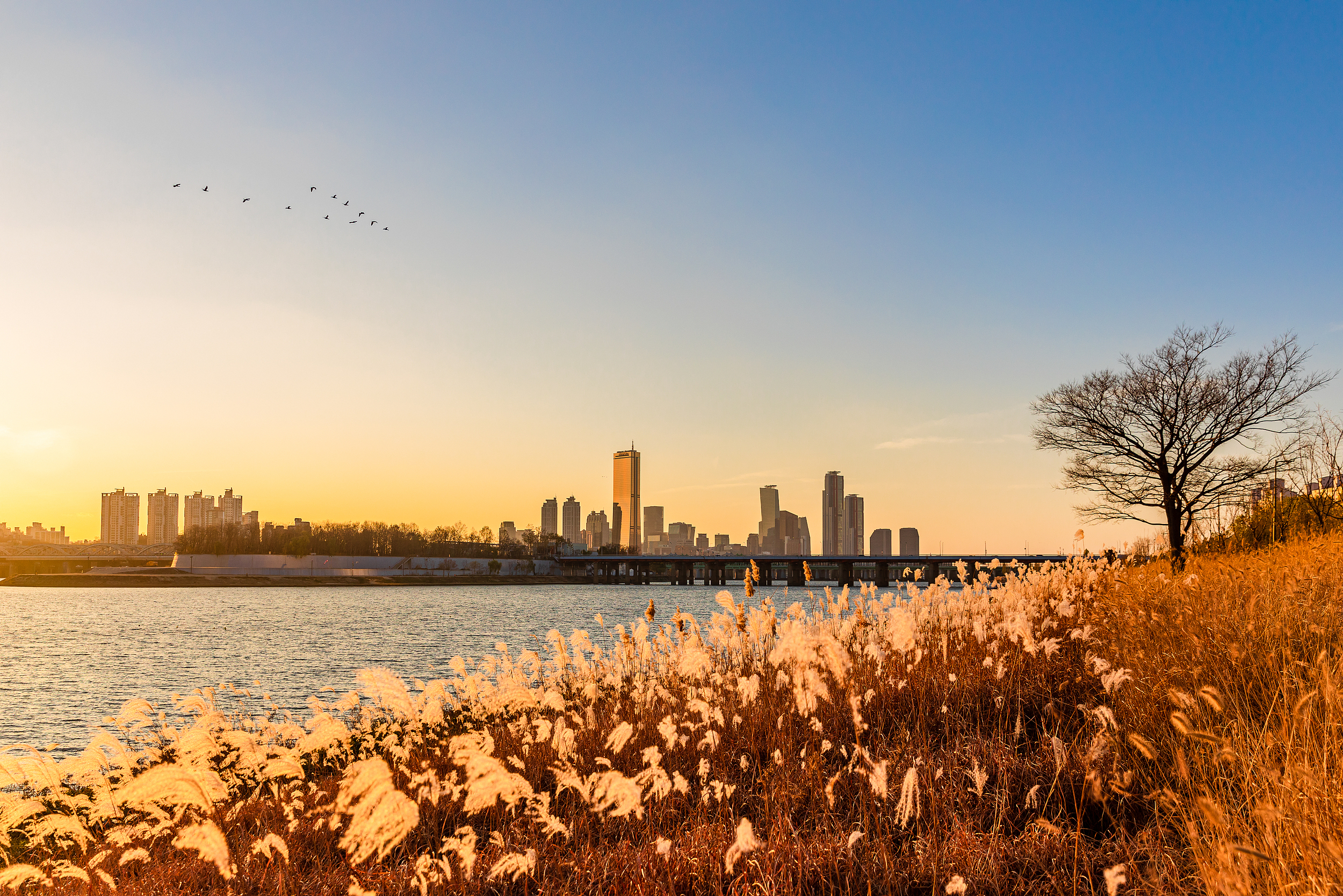 Yeouido Hangang Park